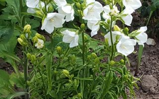 Campanula persicifolia Takion F1 White