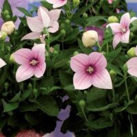 Platycodon grandiflorus Zvonkovec – Codo Rose, K 9