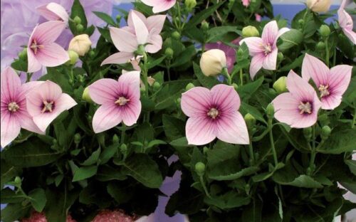 Platycodon grandiflorus Zvonkovec – Codo Rose, K 9 - Obrázek 1