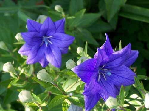 Platycodon grandiflorus Zvonkovec – Codo Double Blue, K 9 - Obrázek 1