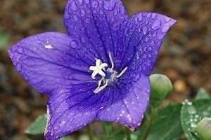 Platycodon grandiflorus Zvonkovec – Codo Blue, K 9
