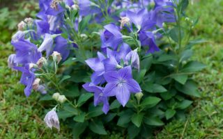 Platycodon grandiflorus Zvonkovec – Boubelík velkokvětý, modrý P 9
