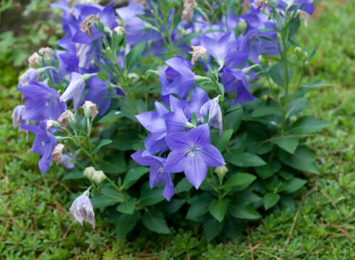 Platycodon grandiflorus Zvonkovec – Boubelík velkokvětý, modrý P 9 - Obrázek 1