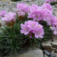 Armeria juniperifolia ´Brno´ K 9x9