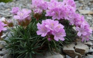 Armeria juniperifolia ´Brno´ K 9x9