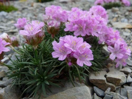 Armeria juniperifolia ´Brno´ K 9x9 - Obrázek 1
