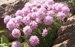 Armeria juniperifolia ´Lelekovice´ K 9x9