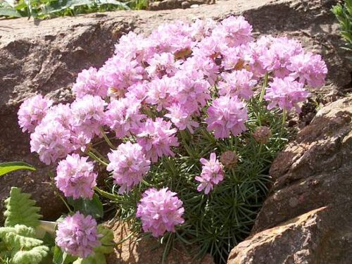 Armeria juniperifolia ´Lelekovice´ K 9x9 - Obrázek 1