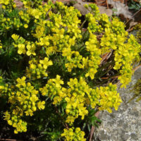Draba aizoides K 9x9