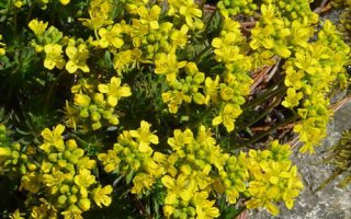 Draba aizoides K 9x9