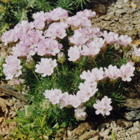 Armeria juniperifolia (syn. A. caespitosa), K9x9