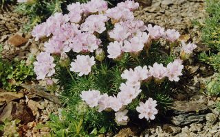 Armeria juniperifolia (syn. A. caespitosa), K9x9