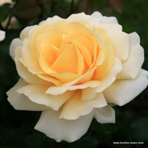 ROSA KORDES Winter Sun®  - Obrázek 1
