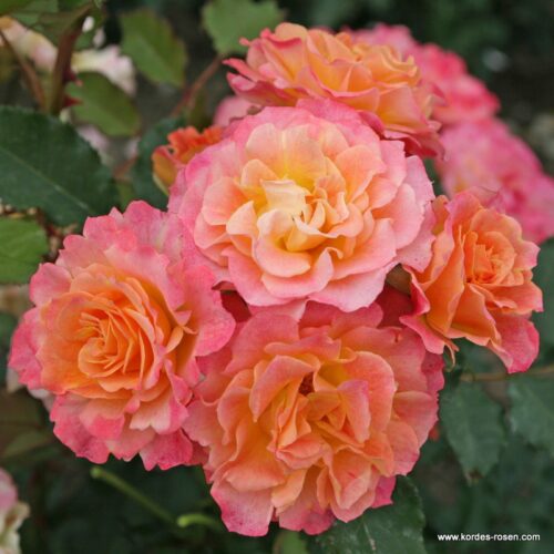 ROSA KORDES 'Landlust'® - Obrázek 1