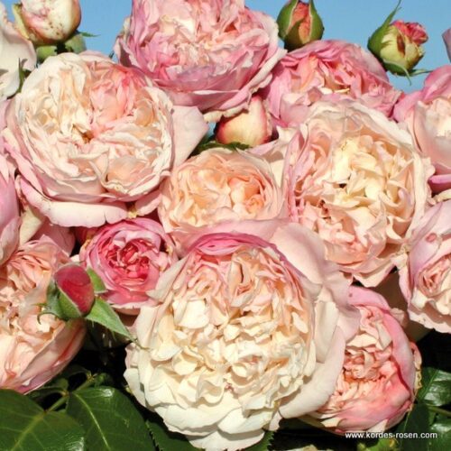 ROSA KORDES 2L Herkules  – Kordes 2007, sadové - Obrázek 1