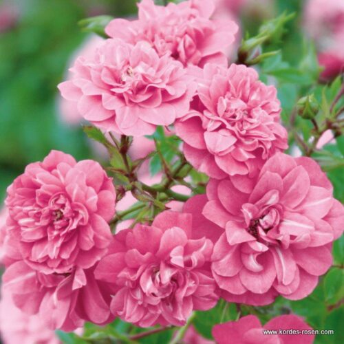 ROSA KORDES 2L Sweet Knirps® - Obrázek 1