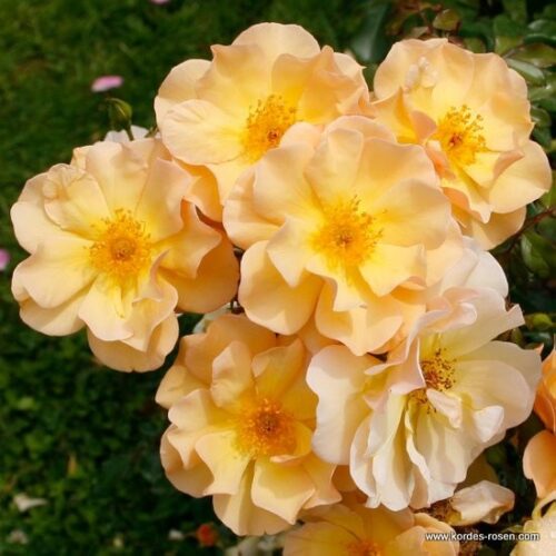 ROSA KORDES 2L Amber Sun – Kordes 2005, půdopokr. - Obrázek 1