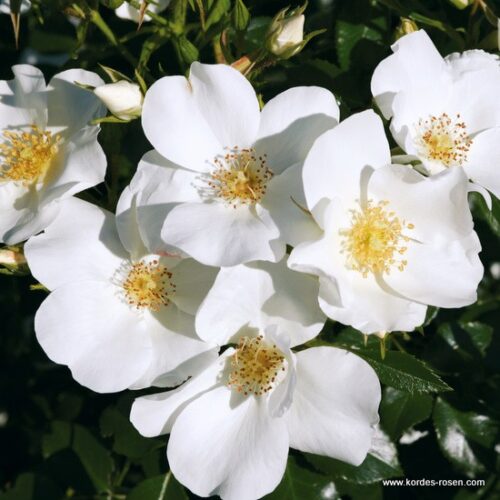 ROSA KORDES, Escimo® - Image 1