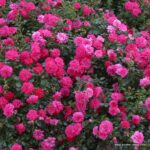 ROSA KORDES Knirps®