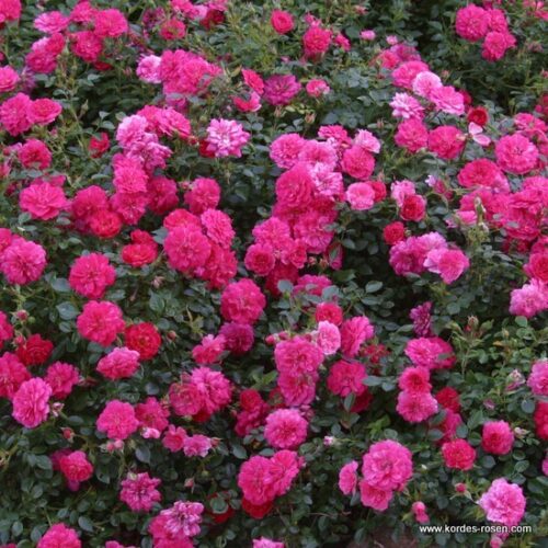 ROSA KORDES Knirps® - Obrázek 1