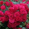 ROSA KORDES Gärtnerfreude®/Toscana® - 2 L