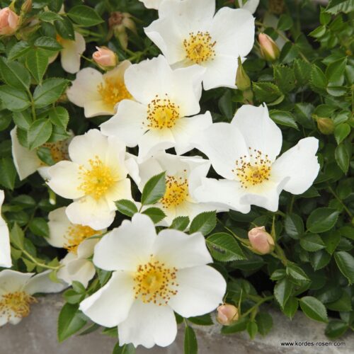 ROSA KORDES, Sonnenröschen® - Image 1