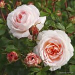 ROSA KORDES 2L Schloss Eutin  – Kordes 2005, sadové