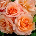 ROSA KORDES 'Aprikola'®-stromková - Obrázek 4