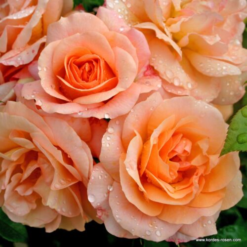 ROSA KORDES 'Aprikola'®-stromková - Obrázek 4