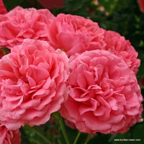 ROSA KORDES 2L Rosarium Uetersen - Obrázek 1