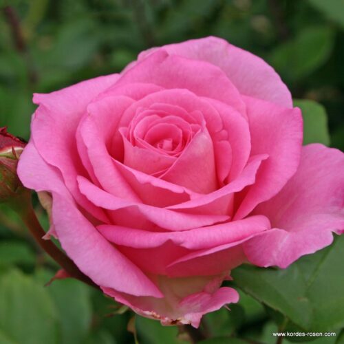 ROSA KORDES 2L Beverly® - Obrázek 1