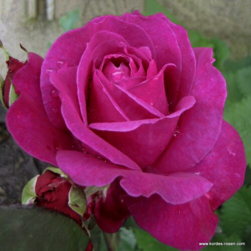ROSA KORDES 2L Parole – Kordes 2001, čajohybrid - Image 1