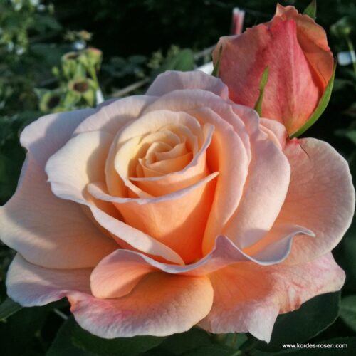 ROSA KORDES, Oh Happy Day®  - Image 1
