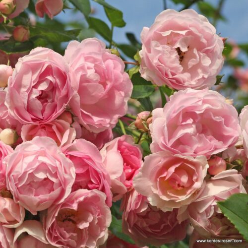 ROSA KORDES 'Jasmina'® - Obrázek 1