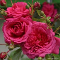 ROSA KORDES 2L Laguna – Kordes 2004, pnoucí
