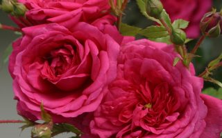 ROSA KORDES 2L Laguna – Kordes 2004, pnoucí