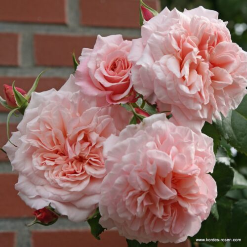ROSA KORDES 2L Rose de Tolbiac–Kordes 2013 – Maxi, pnoucí - Obrázek 1