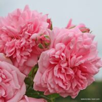 ROSA KORDES 2L Sweet Laguna – Kordes 2004, pnoucí