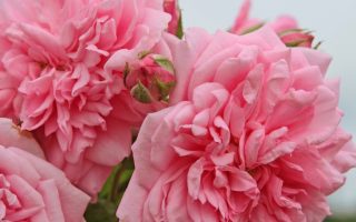 ROSA KORDES 2L Sweet Laguna – Kordes 2004, pnoucí