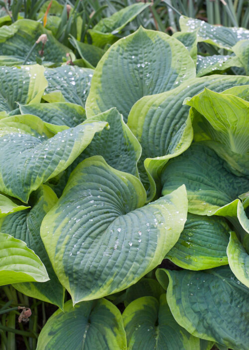 Hosta sieboldiana 'Frances Williams' - Obrázek 1