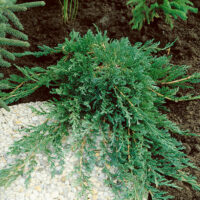 Juniperus horizontalis 'Wiltonii' - Kontejner 3 l, v. 20-30 cm