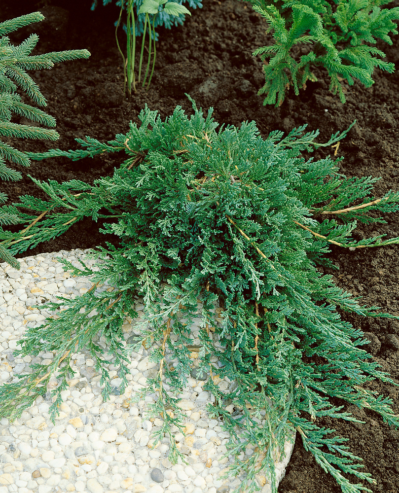 Juniperus Wiltonii Juniperus horizontalis 'Wiltonii' - Obrázek 1