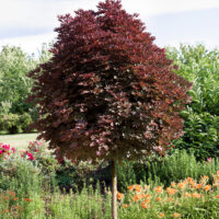 Acer platanoides 'Crimson Sentry' - C10L-KM120