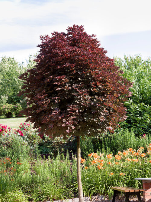 Acer platanoides 'Crimson Sentry' - Obrázek 1