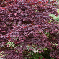 Acer palmatum 'Fireglow'