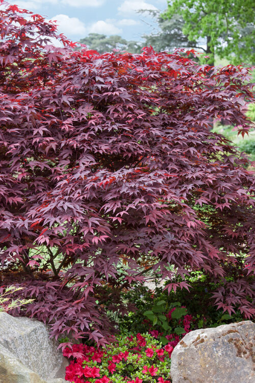 Acer palmatum 'Fireglow' - Obrázek 1