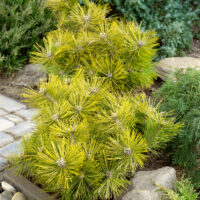 Pinus densiflora 'Jane Kluis' - C5L
