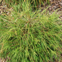 Thuja plicata 'Whipcord' - Kontejner 2 l, v. 15-20 cm