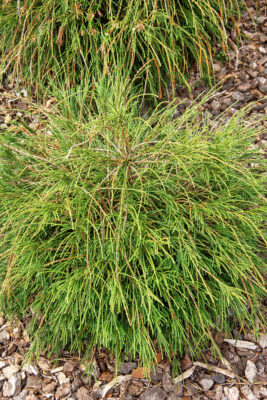 Thuja plicata 'Whipcord'