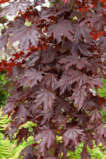Acer platanoides 'Crimson Sentry' - Obrázek 2